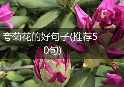 夸菊花的好句子(推荐50句)