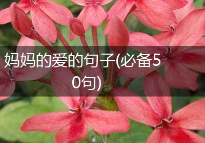 妈妈的爱的句子(必备50句)
