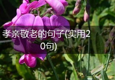 孝亲敬老的句子(实用20句)