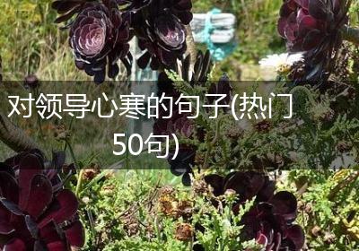 对领导心寒的句子(热门50句)