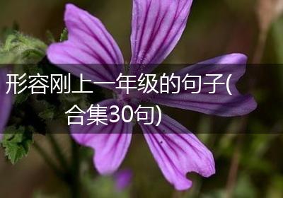 形容刚上一年级的句子(合集30句)