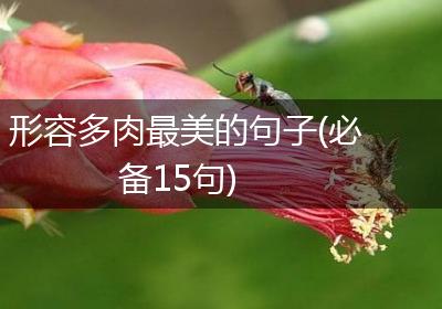 形容多肉最美的句子(必备15句)