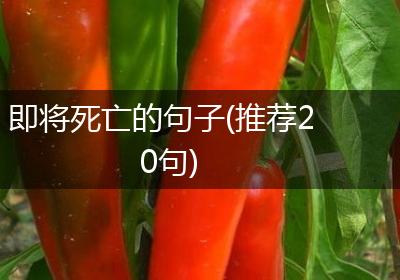 即将死亡的句子(推荐20句)