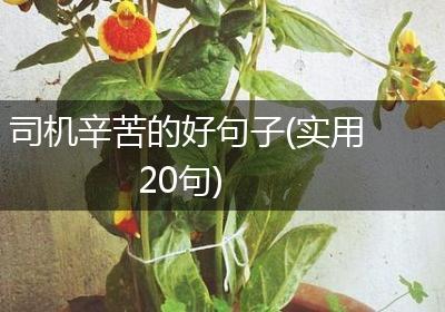 司机辛苦的好句子(实用20句)