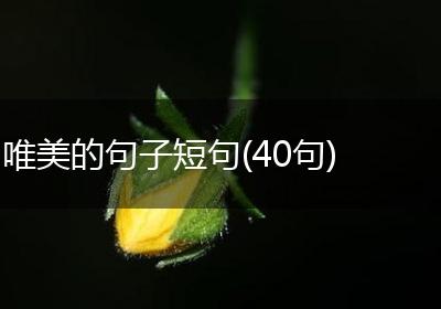 唯美的句子短句(40句)