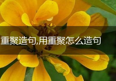 重聚造句,用重聚怎么造句