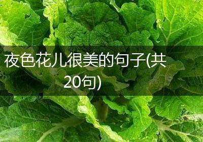 夜色花儿很美的句子(共20句)