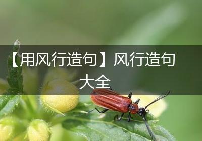 【用风行造句】风行造句大全