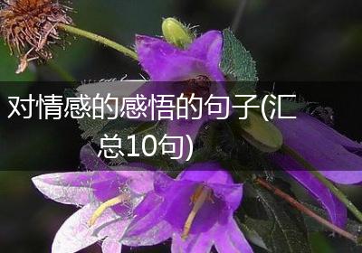 对情感的感悟的句子(汇总10句)