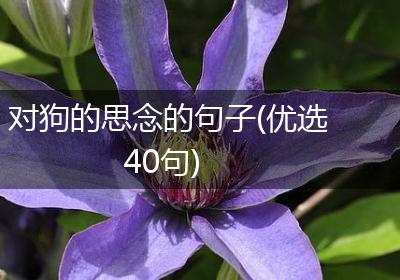 对狗的思念的句子(优选40句)