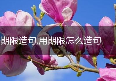 期限造句,用期限怎么造句