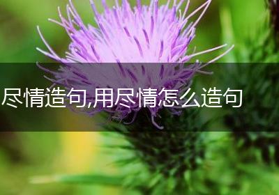 尽情造句,用尽情怎么造句