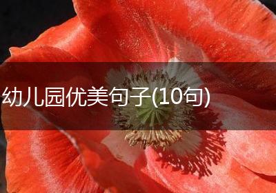 幼儿园优美句子(10句)