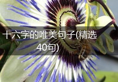 十六字的唯美句子(精选40句)
