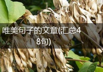 唯美句子的文章(汇总48句)