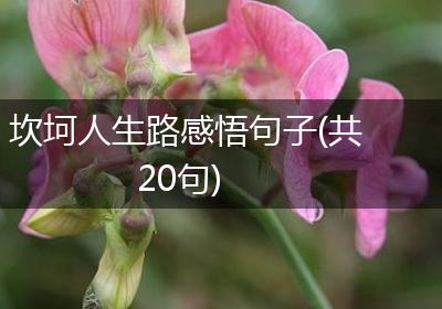 坎坷人生路感悟句子(共20句)