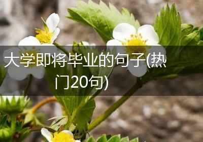 大学即将毕业的句子(热门20句)