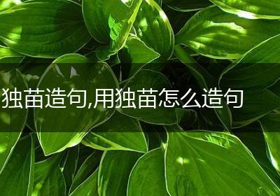 独苗造句,用独苗怎么造句