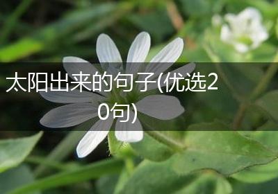 太阳出来的句子(优选20句)