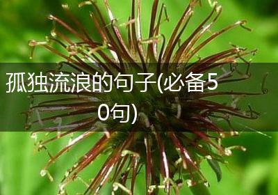 孤独流浪的句子(必备50句)