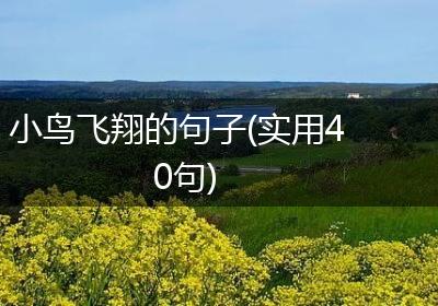 小鸟飞翔的句子(实用40句)