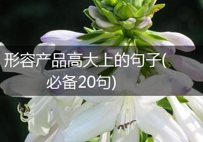 形容产品高大上的句子(必备20句)
