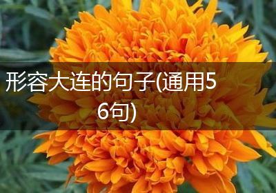 形容大连的句子(通用56句)