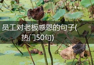 员工对老板感恩的句子(热门50句)