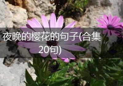 夜晚的樱花的句子(合集20句)