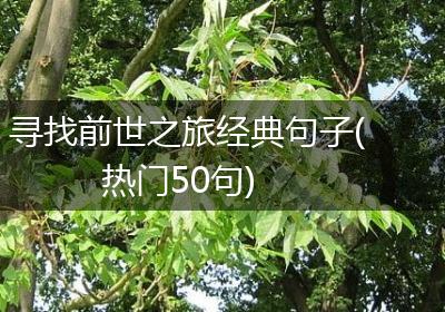 寻找前世之旅经典句子(热门50句)