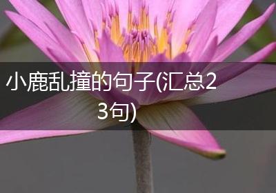 小鹿乱撞的句子(汇总23句)