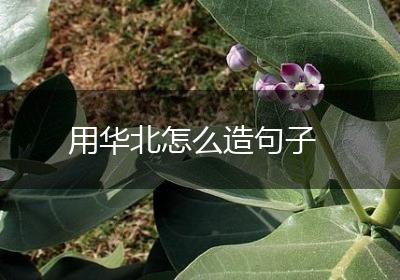 用华北怎么造句子