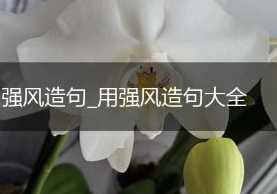 强风造句_用强风造句大全