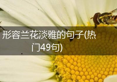 形容兰花淡雅的句子(热门49句)