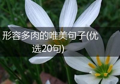形容多肉的唯美句子(优选20句)