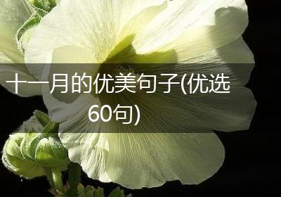 十一月的优美句子(优选60句)