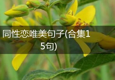 同性恋唯美句子(合集15句)