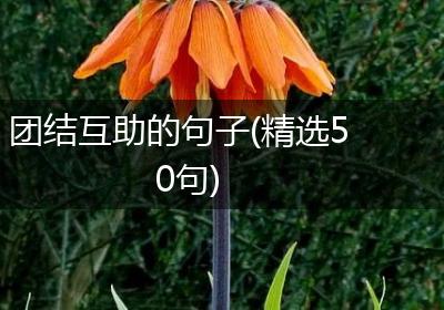 团结互助的句子(精选50句)