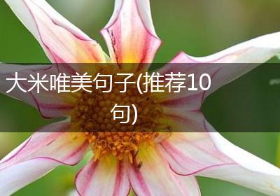 大米唯美句子(推荐10句)