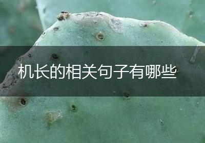 机长的相关句子有哪些