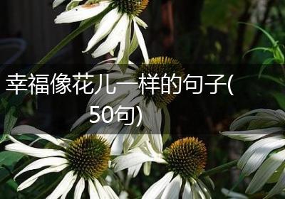 幸福像花儿一样的句子(50句)