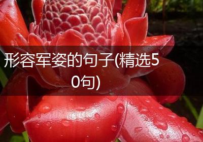 形容军姿的句子(精选50句)