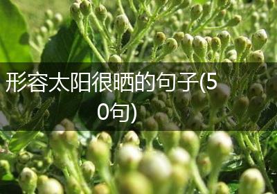 形容太阳很晒的句子(50句)