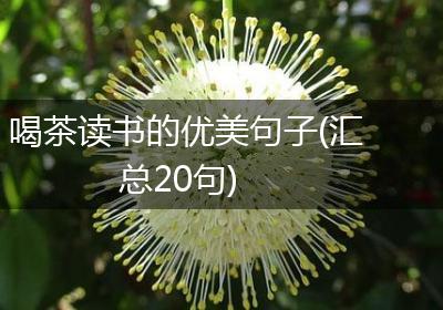 喝茶读书的优美句子(汇总20句)