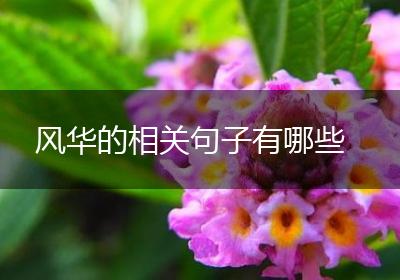 风华的相关句子有哪些