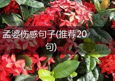 孟婆伤感句子(推荐20句)