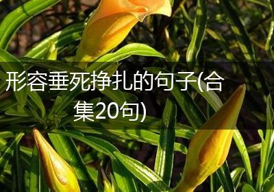 形容垂死挣扎的句子(合集20句)