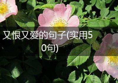又恨又爱的句子(实用50句)