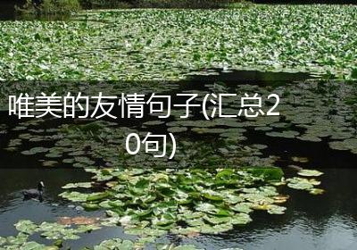 唯美的友情句子(汇总20句)