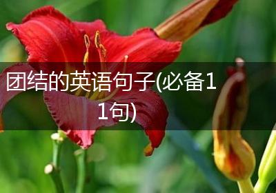 团结的英语句子(必备11句)